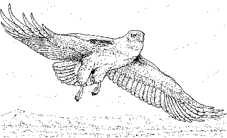 Como dibujar un aguila volando - Imagui