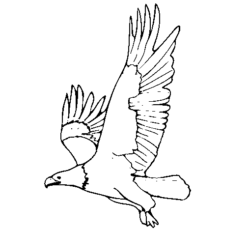 Dibujo de Águila volando para Colorear - Dibujos.net Dibujo de Águila volando para Colorear - Dibujos.net