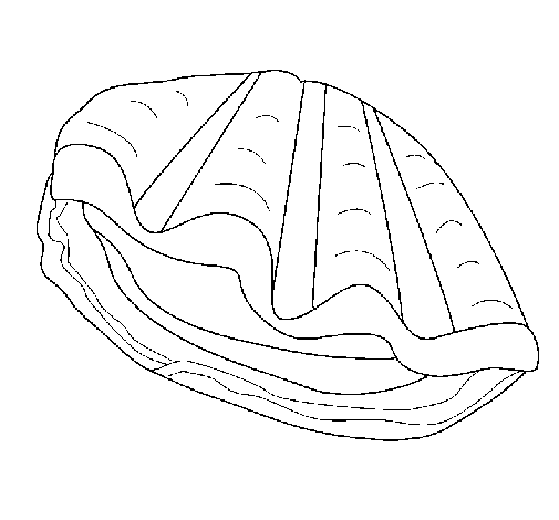 Dibujo de Almeja para Colorear