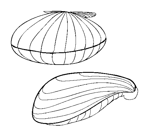 Dibujo de Almejas para Colorear