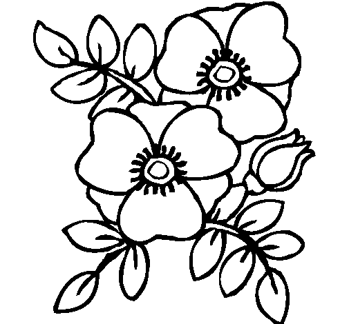 Dibujo de Amapolas para Colorear - Dibujos.net Dibujo de Amapolas para Colorear - Dibujos.net