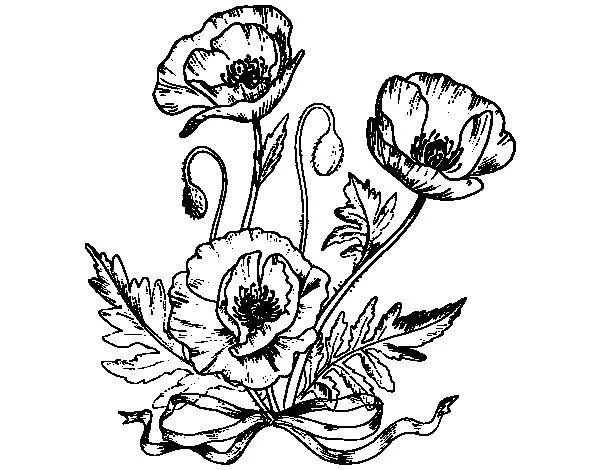 Dibujo de Unas amapolas para Colorear - Dibujos.net Dibujo de Unas amapolas para Colorear - Dibujos.net