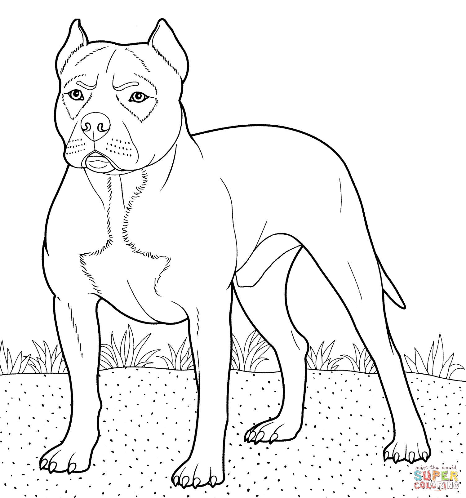 Dibujo de American Pit Bull Terrier para colorear | Dibujos para ... Dibujo de American Pit Bull Terrier para colorear | Dibujos para ...