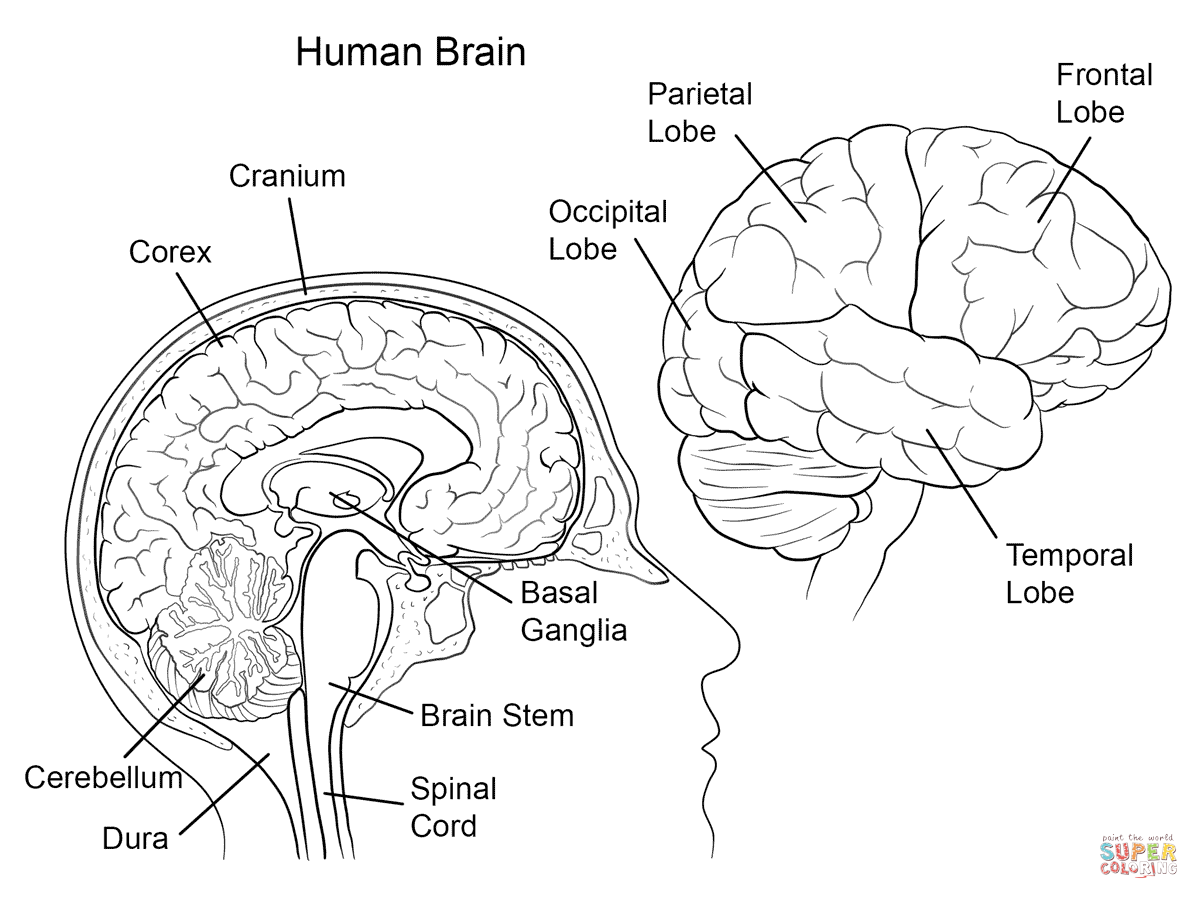 Dibujo de Anatomía del Cerebro Humano para colorear | Dibujos para ... Dibujo de Anatomía del Cerebro Humano para colorear | Dibujos para ...