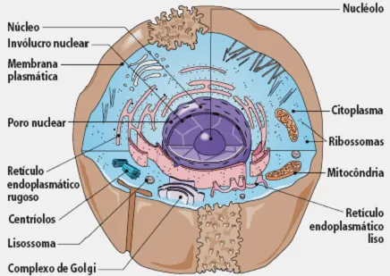 dibujo anatomia musculos cuerpo entero - Buscar con Google ...