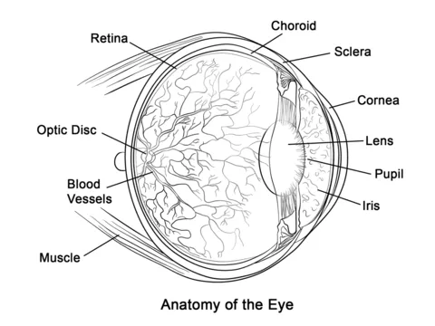 Dibujo de Anatomía del Ojo Humano para colorear | Dibujos para ...