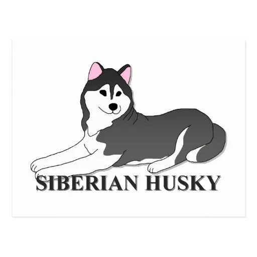 Dibujo animado del perro del husky siberiano postal | Zazzle