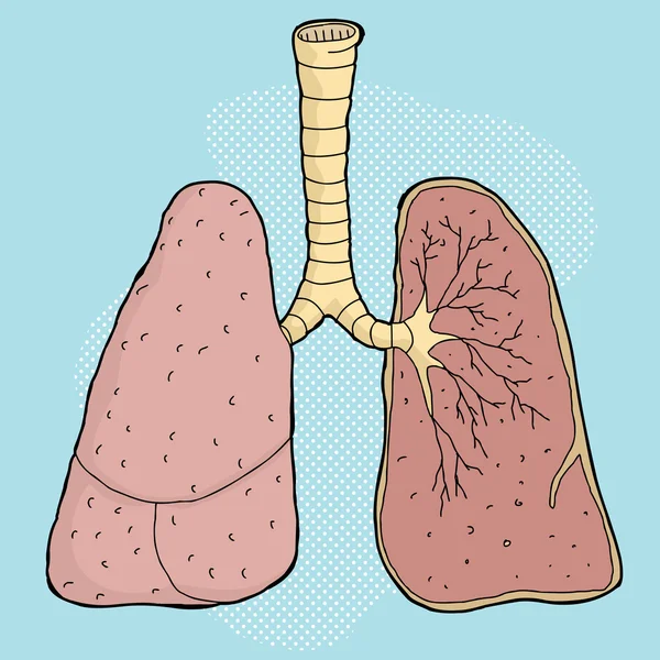 Dibujo animado de pulmones — Vector stock © theblackrhino #54516905 Dibujo animado de pulmones — Vector stock © theblackrhino #54516905