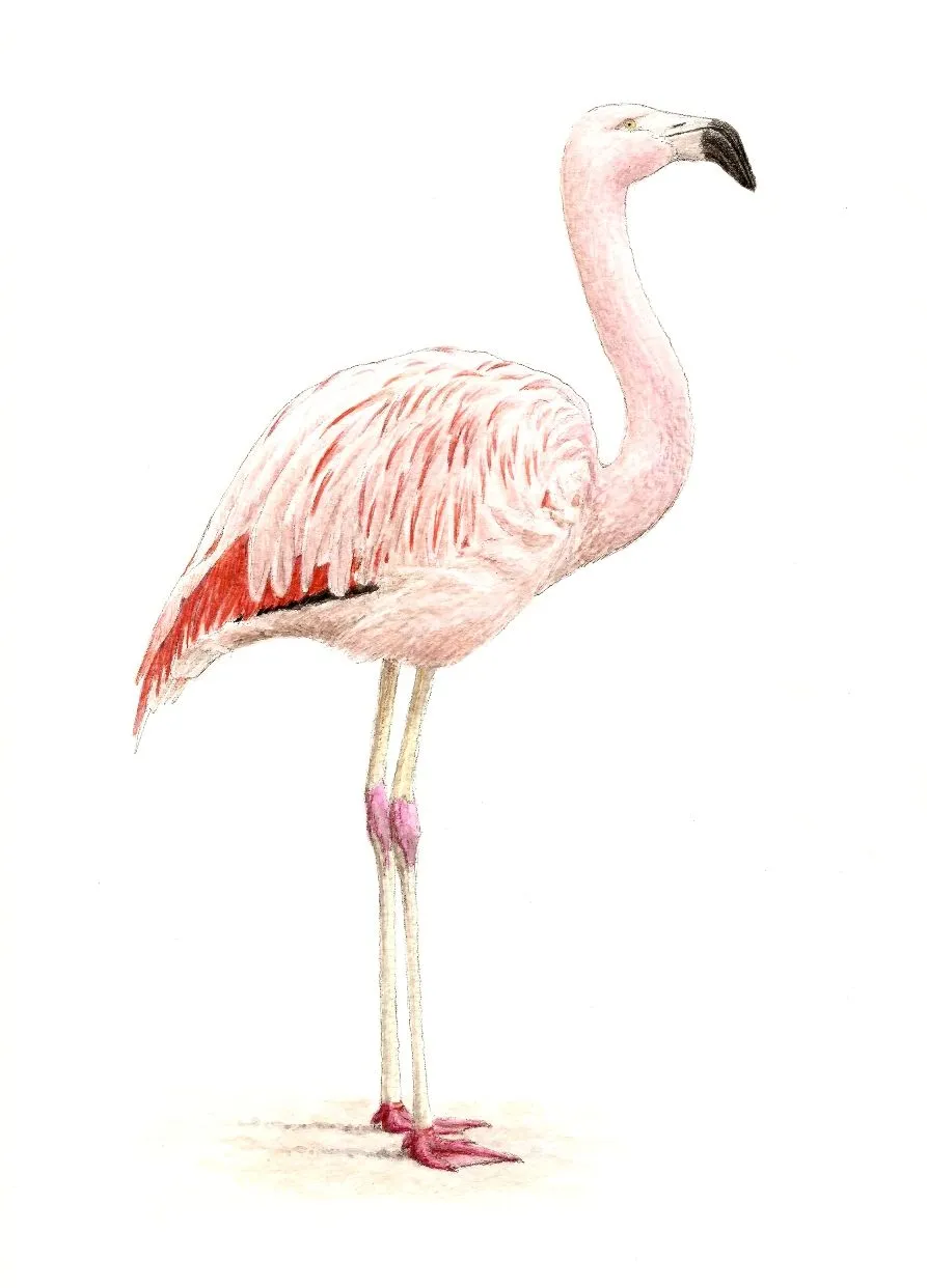 Dibujo animal flamenco - Imagui