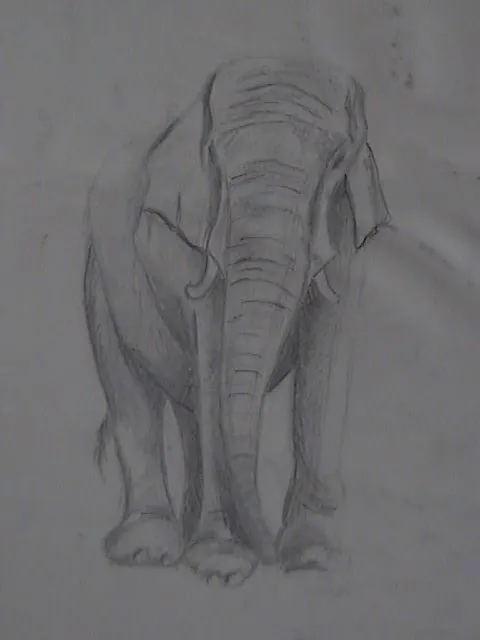 EJEMPLOS DE DIBUJOS DE ANIMALES