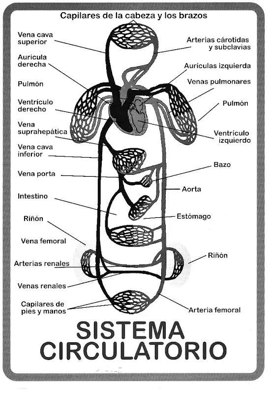Aparato circulatorio para colorear - Imagui