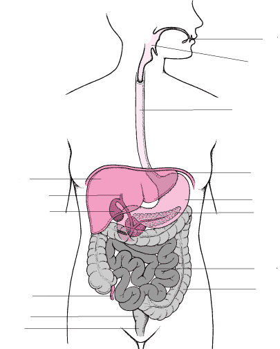 Dibujo aparato digestivo sin nombres - Imagui