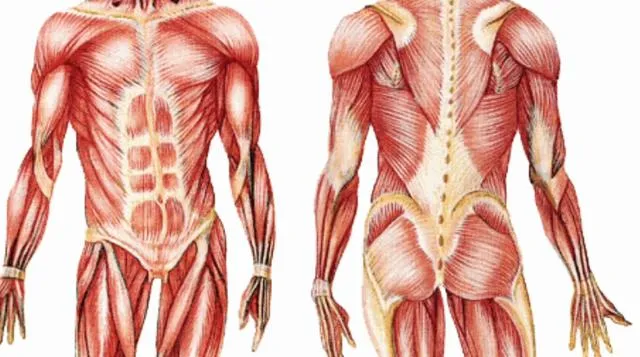 Imágenes del sistema locomotor - Imagui