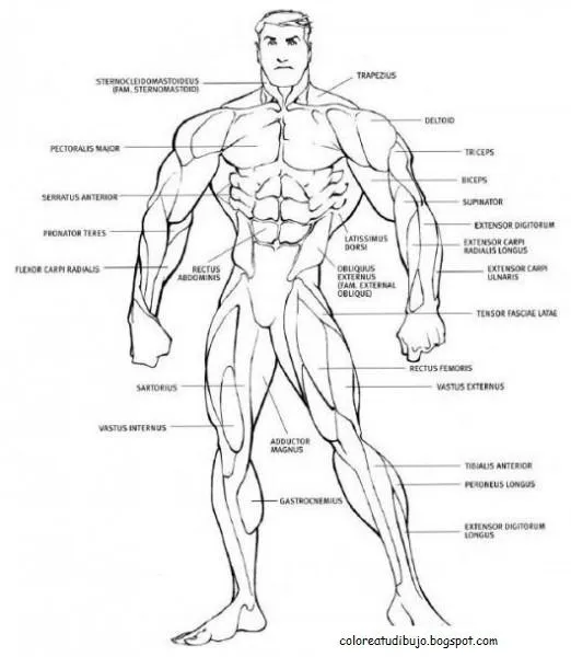 Dibujo de aparato muscular humano PARA COLOREAR Y PINTAR Dibujo de aparato muscular humano PARA COLOREAR Y PINTAR