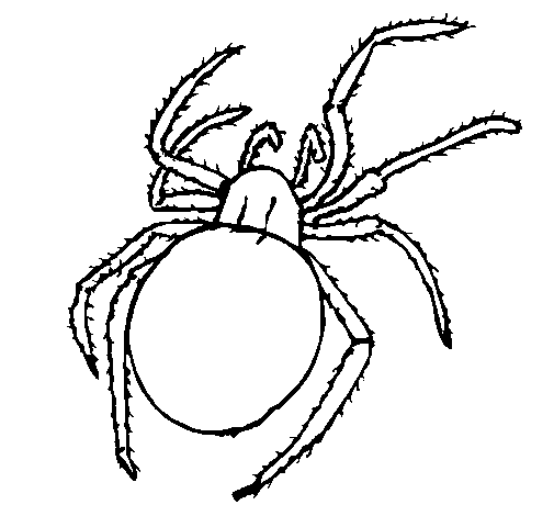 Dibujo de Araña venenosa para Colorear - Dibujos.net Dibujo de Araña venenosa para Colorear - Dibujos.net
