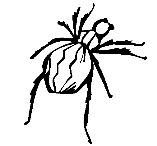 Dibujo de Araña viuda negra para Colorear - Dibujos.net
