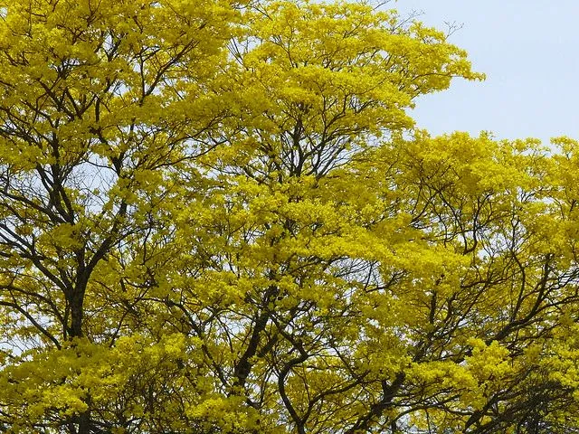 Dibujo del arbol del araguaney - Imagui