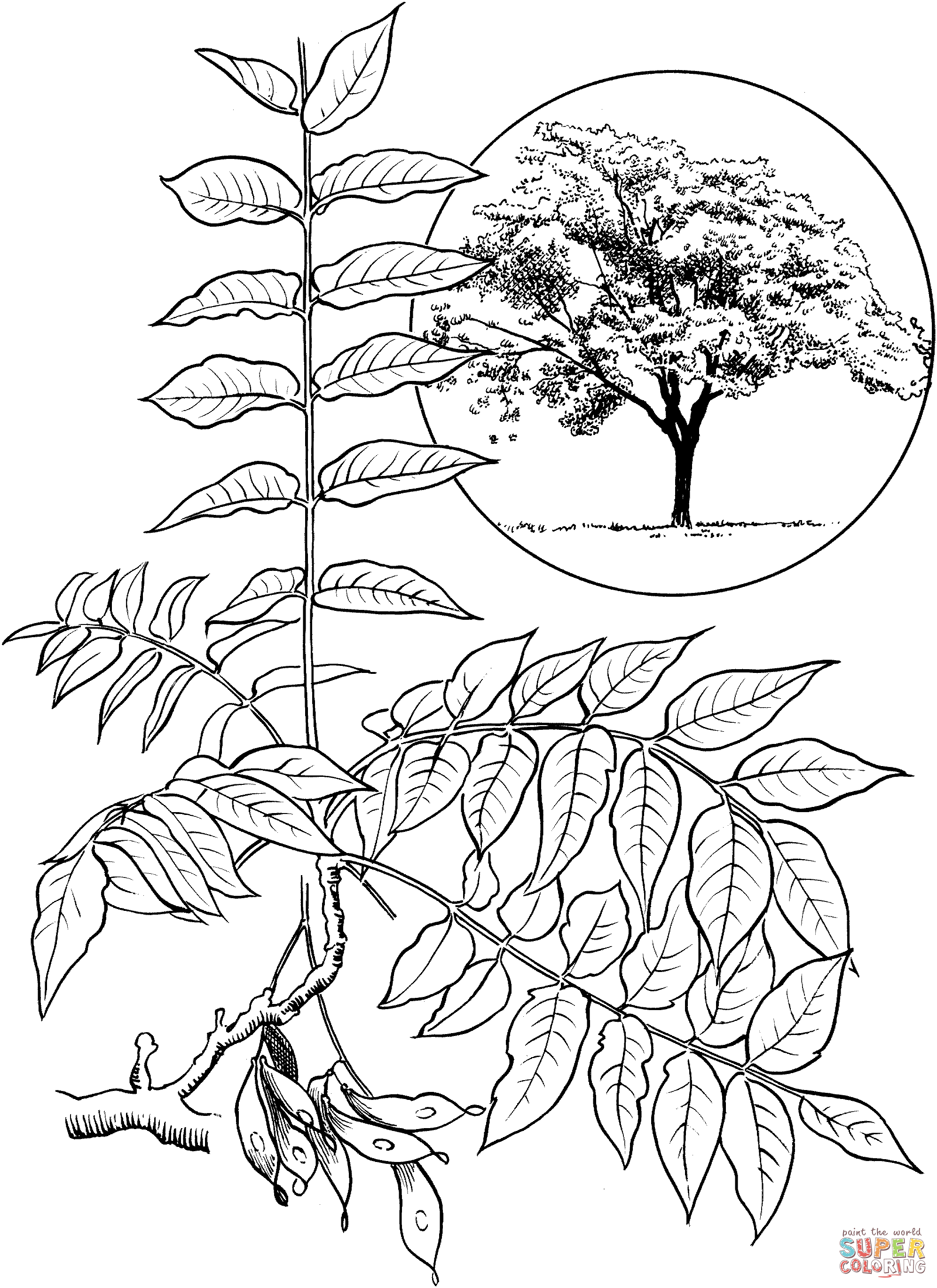 Dibujo de Árbol del Cielo para colorear | Dibujos para colorear imprimir  gratis