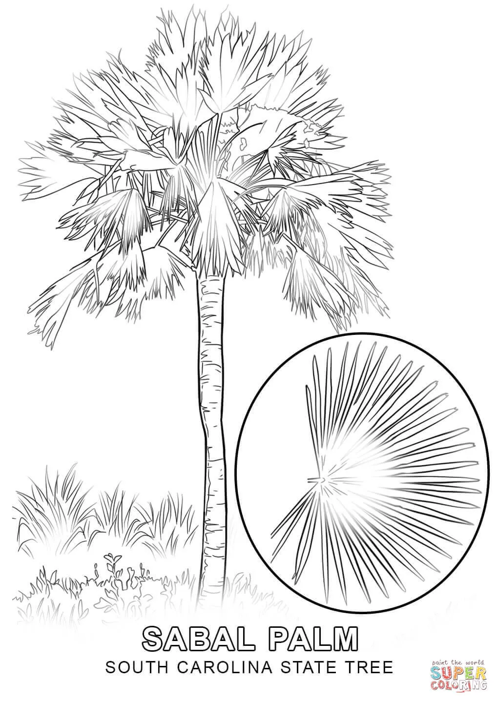 Dibujo de Árbol Nacional de Carolina del Sur para colorear | Dibujos para  colorear imprimir gratis