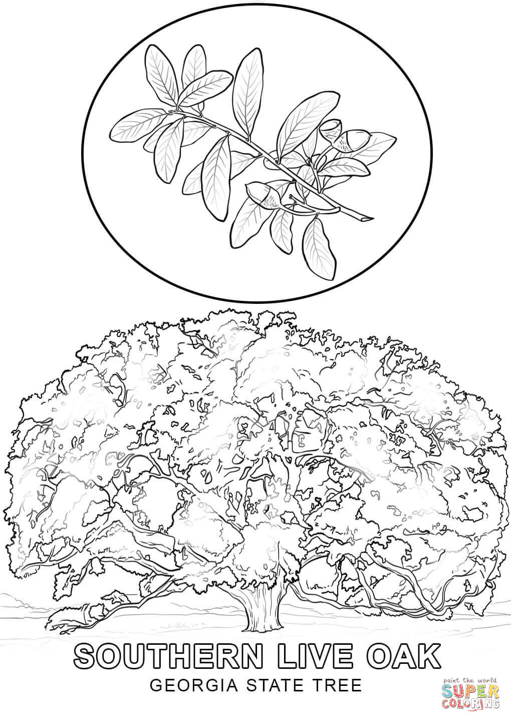 Dibujo de Árbol Nacional de Georgia para colorear | Dibujos para colorear imprimir gratis Dibujo de Árbol Nacional de Georgia para colorear | Dibujos para colorear imprimir gratis