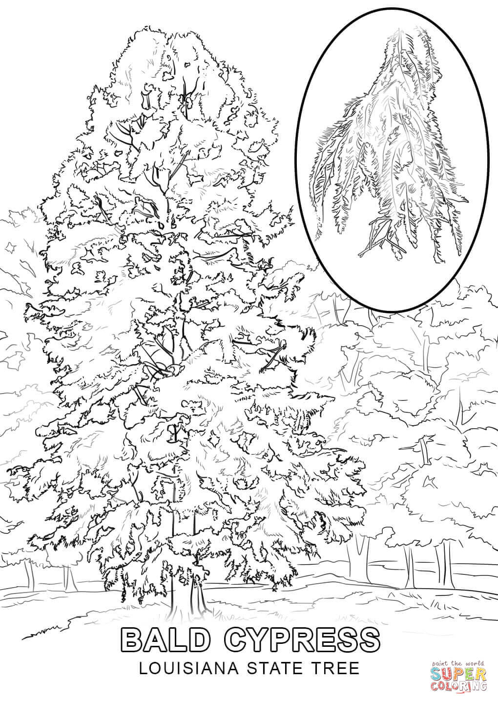 Dibujo de Árbol Nacional de Lousiana para colorear | Dibujos para colorear imprimir gratis Dibujo de Árbol Nacional de Lousiana para colorear | Dibujos para colorear imprimir gratis