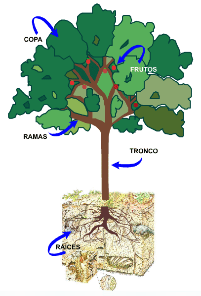 Como dibujar un arbol y sus partes - Imagui