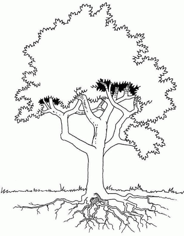 Dibujo de Árboles. Dibujo para colorear de Árboles. Dibujos infantiles de Árboles Dibujo de Árboles. Dibujo para colorear de Árboles. Dibujos infantiles de Árboles