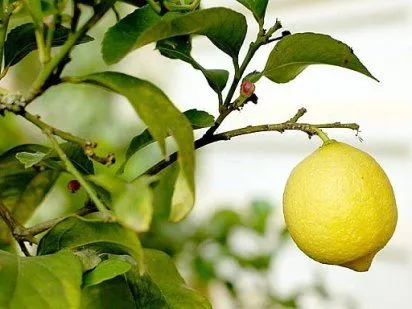 DIBUJO DE ARBOLES DE LIMONEROS - Imagui