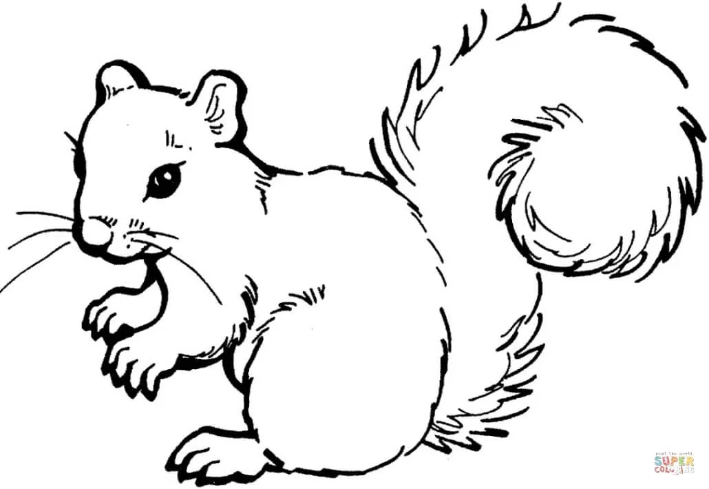 Dibujo de Ardilla para colorear | Dibujos para colorear imprimir ... Dibujo de Ardilla para colorear | Dibujos para colorear imprimir ...
