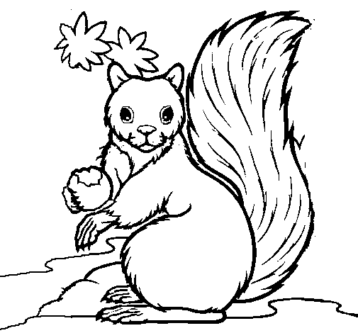 Dibujo de Ardilla para Colorear - Dibujos.net Dibujo de Ardilla para Colorear - Dibujos.net