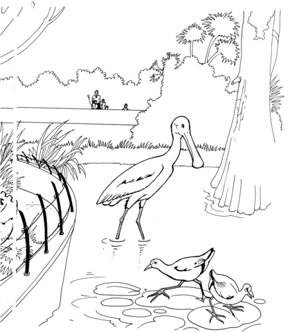 Dibujo de Un ave espátula en el zoológico para colorear | Dibujos ... Dibujo de Un ave espátula en el zoológico para colorear | Dibujos ...