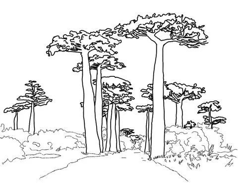 Dibujo de Avenida de los Baobabs para colorear | Dibujos para ... Dibujo de Avenida de los Baobabs para colorear | Dibujos para ...