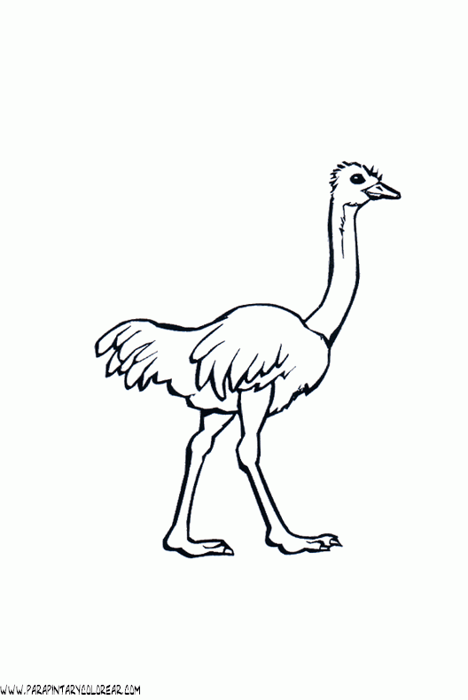 of ñandú Colouring Pages