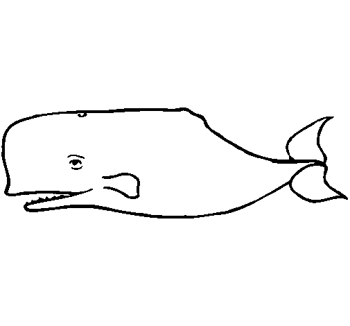 Dibujo de Ballena azul para Colorear - Dibujos.net