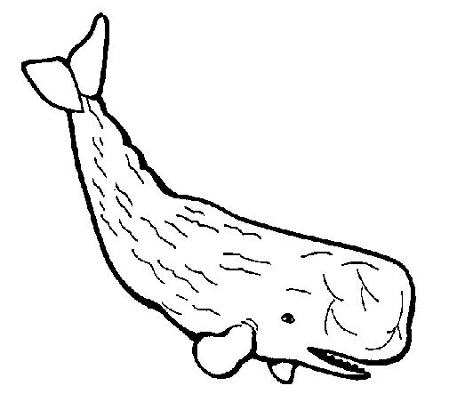 Dibujo de Ballena grande para Colorear - Dibujos.net