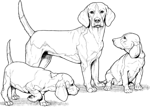 Dibujo de Beagle con Cachorros para colorear | Dibujos para ...