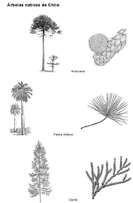 Dibujo en blanco y negro de la Araucaria, la Palma chilena y el ... Dibujo en blanco y negro de la Araucaria, la Palma chilena y el ...