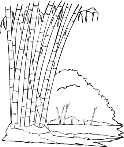 Dibujo de Bosque de bambú para colorear | Dibujos para colorear ... Dibujo de Bosque de bambú para colorear | Dibujos para colorear ...