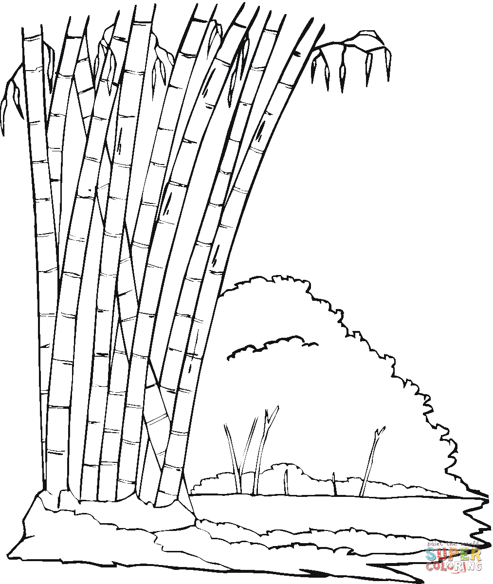 Dibujo de Bosque de bambú para colorear | Dibujos para colorear ... Dibujo de Bosque de bambú para colorear | Dibujos para colorear ...