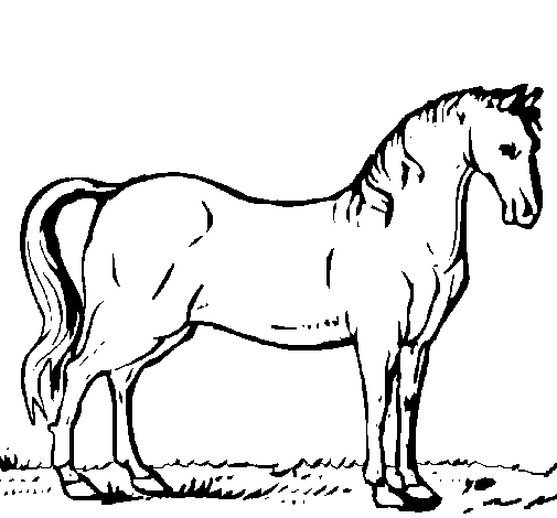 Dibujo de Caballo andaluz para Colorear - Dibujos.net