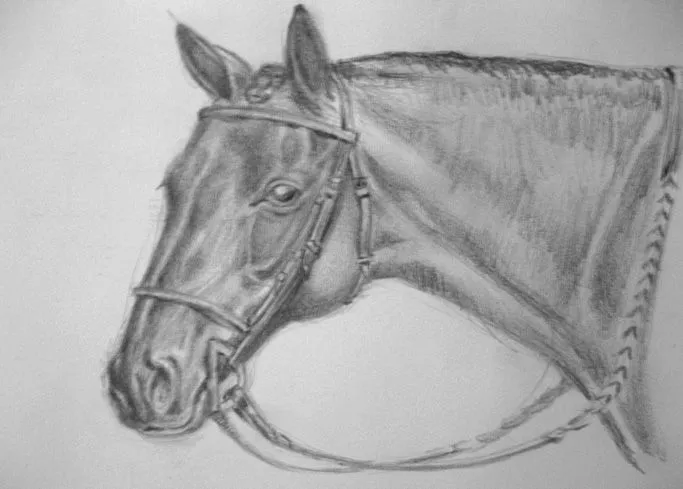 Caballos dibujados a lapiz - Imagui