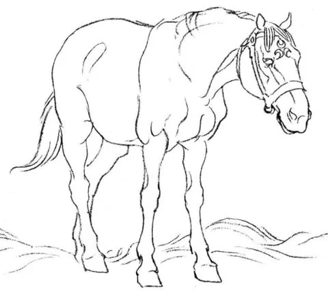 Dibujo de Caballo en el prado para colorear | Dibujos para ... Dibujo de Caballo en el prado para colorear | Dibujos para ...