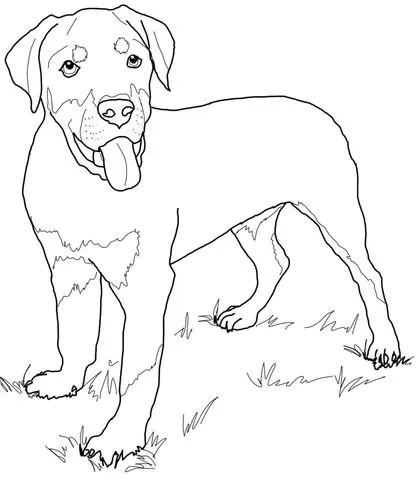 Dibujo de Cachorro de Rottweiler para colorear | Dibujos para ... Dibujo de Cachorro de Rottweiler para colorear | Dibujos para ...