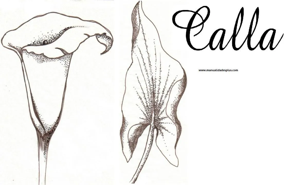Dibujo De Calas Flores Jardin Alcatraces Para Colorear Imprimir ...