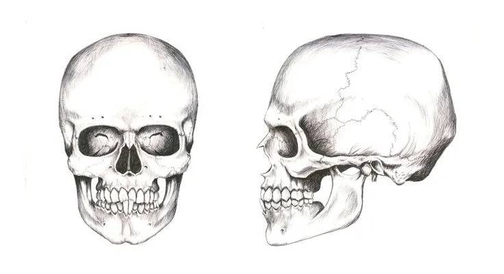 En este dibujo podemos ver dos calaveras, una de frente y otra de ...