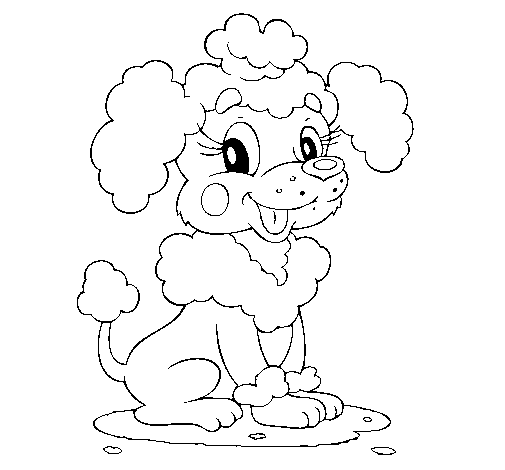 Dibujo de Caniche para Colorear - Dibujos.net