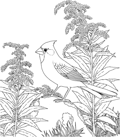 Dibujo de Cardenal Norteño y Vara de Oro, Ave y Flor de Kentucky ...