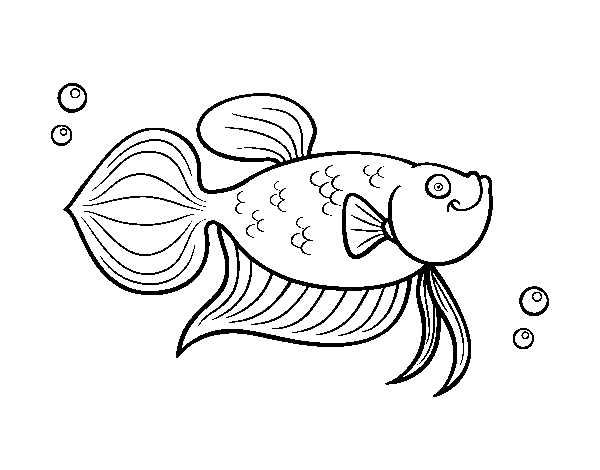 Dibujo de Carpa dorada para Colorear - Dibujos.net Dibujo de Carpa dorada para Colorear - Dibujos.net