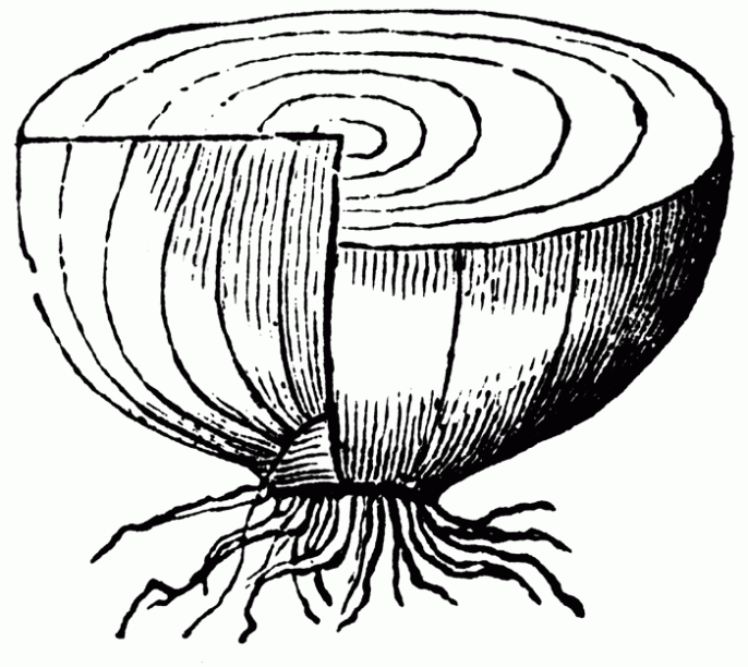 Dibujo de Cebollas. Dibujo para colorear de Cebollas. Dibujos ...