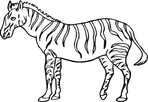Dibujo de Una Cebra joven para colorear | Dibujos para colorear ...